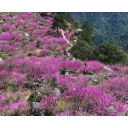 鹤城区：高山崖壁之上紫荆花开漫山坡  灿若云霞