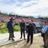 黄岩管理处邀请农技专家开展黄桃种植技术现场指导