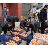 橙意满怀•化柑甜｜低庄镇：柑橘大丰收 干部帮销售