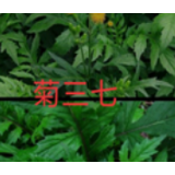 你以为的美味 可能是毒药 ——溆浦县中医院收治一食用菊三七中毒患者