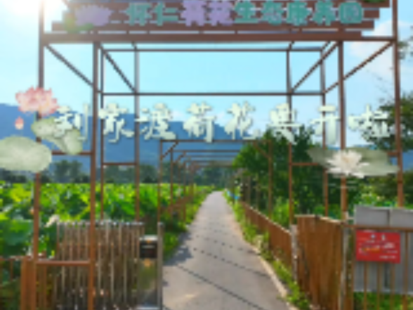 刘家渡荷花要开啦