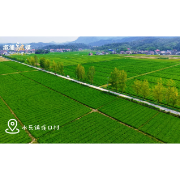 溆浦县水东镇：制种稻田“赶花”忙 人工授粉孕育丰收希望