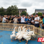 观音阁镇:“打鹅会”喜庆丰收