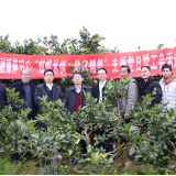 橙意满怀•化柑甜｜溆浦县融媒体中心开展“柑橘采摘 助农销售”主题党日暨工会活动