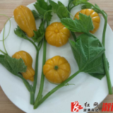 溆浦县：中式面点师培训进乡村