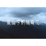 社会主义核心价值观主题微电影优秀作品 —— 雪山下的格桑花