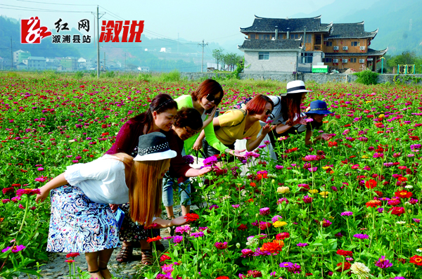 坪溪旅游产业“百亩花海”游客络绎不绝.jpg