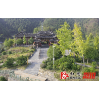 溆浦:枫香瑶寨银杏泛黄美不胜收