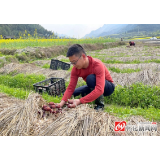 防疫生产两手抓 | 打好“组合拳” 迎春再出发 ——怀化市抓防疫促生产侧记