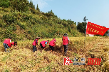 观音阁镇：金秋时节抢收忙  党员助农暖民心