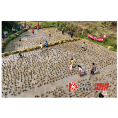 统溪河镇：认领生态稻田 体验稻香鱼肥丰收季