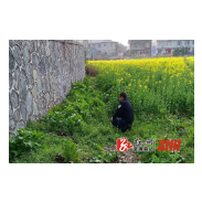 观音阁镇：禁种铲毒正当时，宣传踏查不停歇
