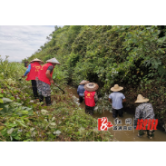 【新文明实践】水东镇：志愿服务学雷锋，文明创建树新风