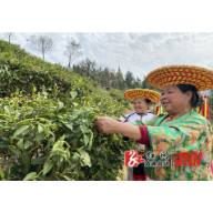 溆浦：“明前茶”香采收忙