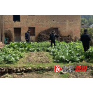 龙潭镇：开展禁种铲毒踏查 全面筑牢禁毒防线