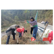 淘金坪乡：全面推进林长制 开展义务植树活动