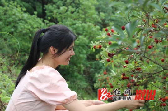 小横垅乡：小小杨梅“致富果” 唱响民族团结“幸福歌”