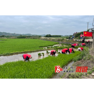 观音阁镇：纪检监督压实责任，干群合力复耕复种