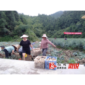北斗溪镇： 七年培育新品种，小小药材大前景