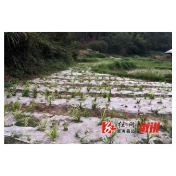 大江口镇：洑水湾村集体产业经济之“中药谷”
