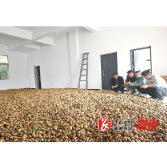 两丫坪镇：“小油茶”撑起乡村振兴“大产业”