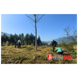 北斗溪镇：植树造林正当时，人居环境增颜值