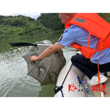 北斗溪镇：水清鱼跃好风光，清网行动谱新章