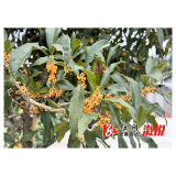 溆浦：金秋桂香满城 邂逅一树繁花的浪漫