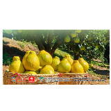 学习时节｜从荔枝到金柚，总书记的甜美祝愿