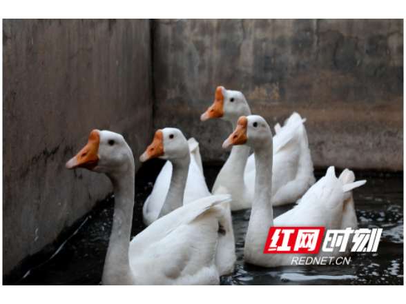 溆浦县畜牧水产事务中心：特色畜禽养殖助力产业振兴