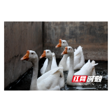 溆浦县畜牧水产事务中心:特色畜禽养殖助力产业振兴