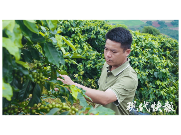 改革者 正青春|中国咖啡第一村为啥能闯出世界“咖位”?