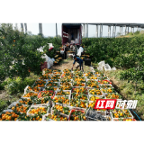 桥江镇：“金果”树下铺“绿茵” “果草套种”实现一地双收