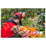 溆浦县商务局：助农暖冬行 抢收“橙”意希望