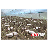 卢峰镇：羊肚菌种植产业撑起乡村“致富伞”
