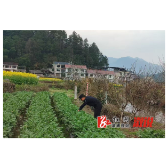 龙潭镇：开展禁种铲毒行动 筑牢禁毒防线