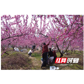 低庄镇：浪漫桃花季 踏春正当时