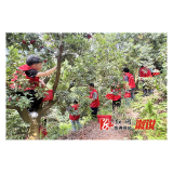 思蒙镇：志愿服务践初心  助老采梅解民忧