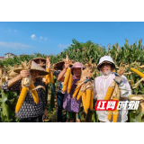 卢峰镇：玉米喜获丰收 奏响乡村振兴新乐章