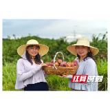 桥江镇：锦蜜黄桃迎丰收 盛夏时节果飘香
