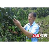 【创业达人】退伍军人的“甜蜜事业” 铺就溆浦乡亲致富路