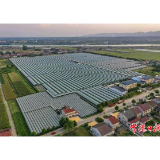 小葡萄“串起”甜蜜致富路——澧县城头山镇葡萄产业发展见闻