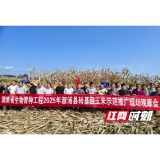 湖南省生物育种工程2025年溆浦县转基因玉米示范推广现场观摩会在水东镇召开