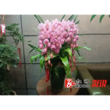 备足花卉 迎接新年