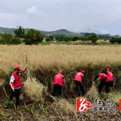 我为群众办实事| 双井镇官庄村：干群同心收油菜，志愿服务暖民心