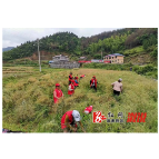 祖师殿镇“红马甲”助农收割油菜