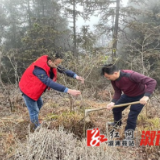 龙庄湾乡：春意盎然百花香，热火朝天植树忙