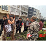 观音阁镇：规范苗木交易市场 推动“林长制”走深走实