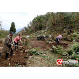 “百草园”里尽芬芳——怀化市中药材产业高质量发展扫描