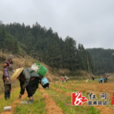 溆浦：小小竹荪菌 敲开致富门